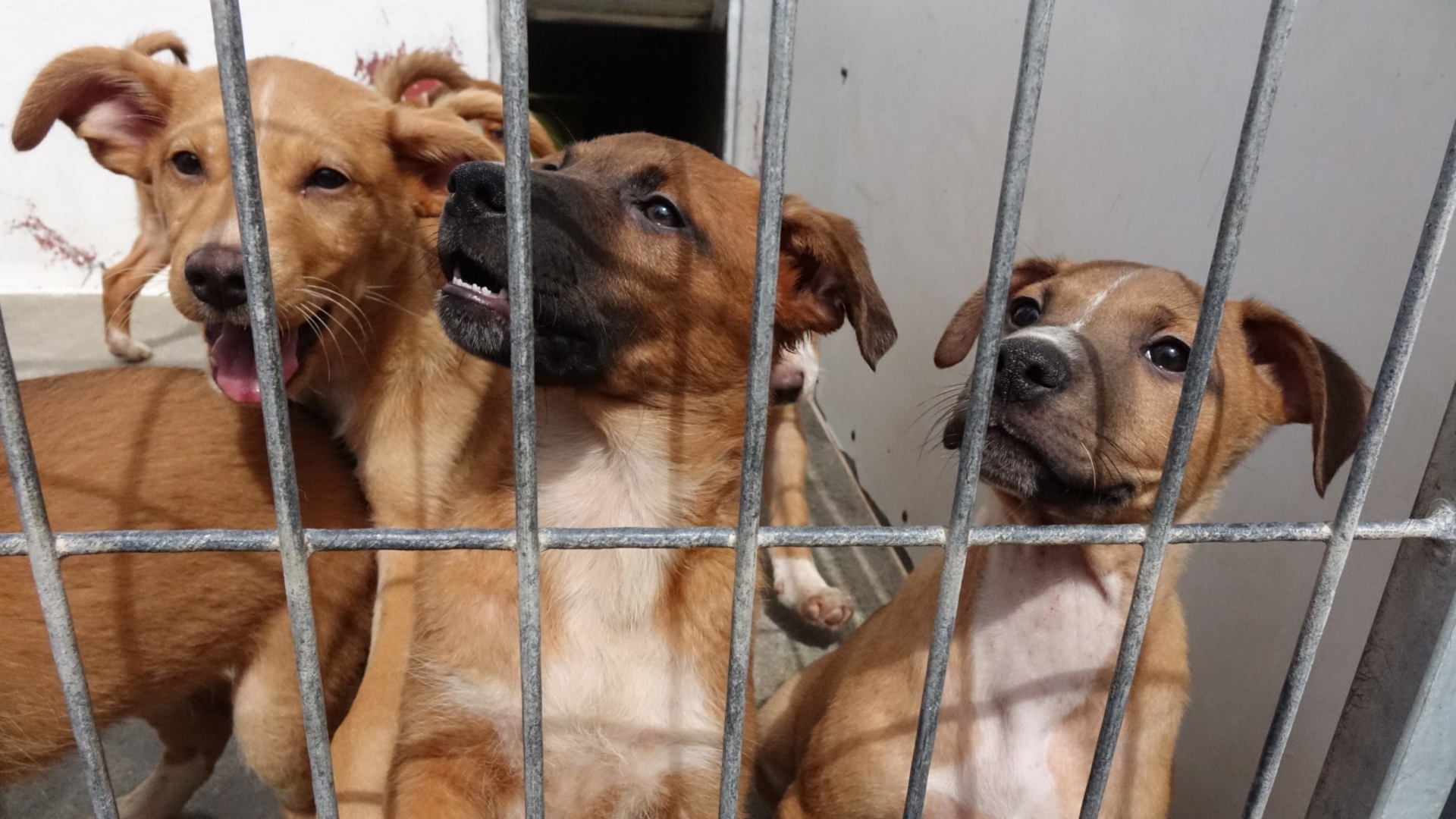 Canil Municipal promove “Open Day” no próximo domingo